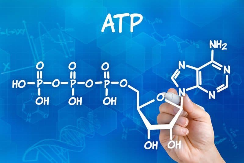 ATP Nədir? ATP Sintezi Nə Deməkdir?